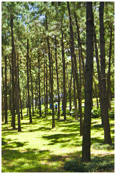 防爆柴油机履带运输车